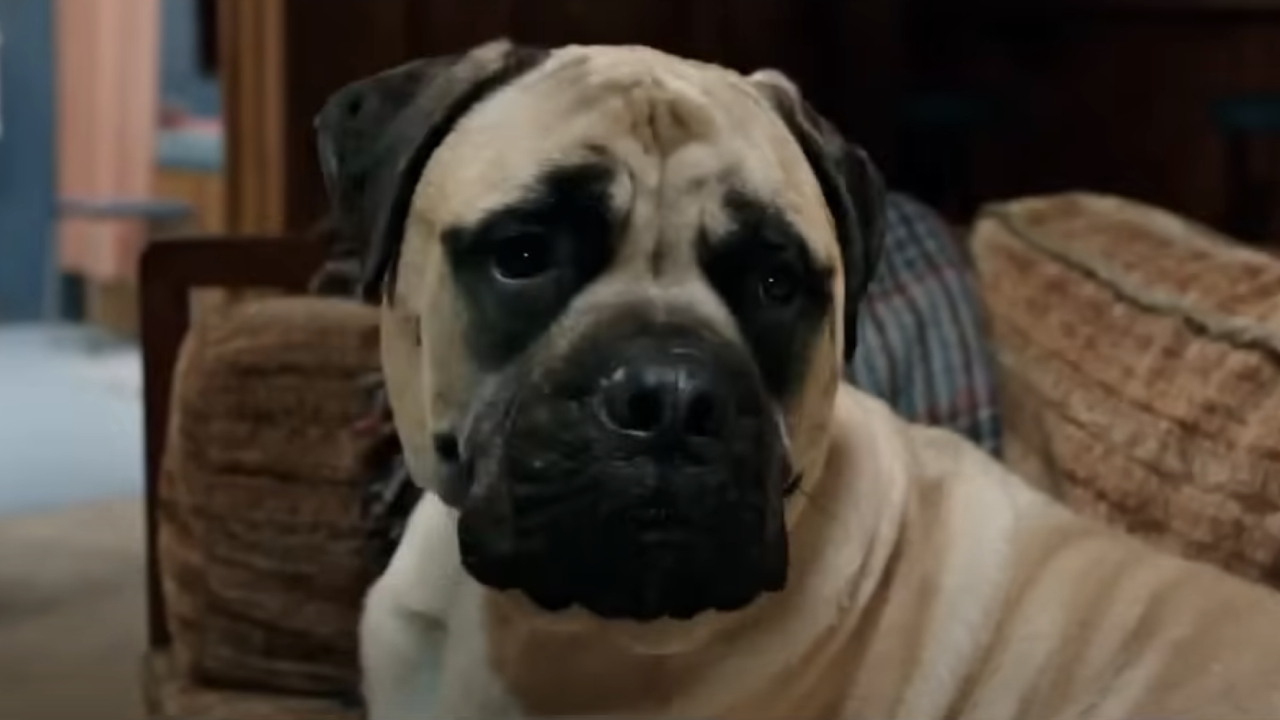 Bosco in The Voices