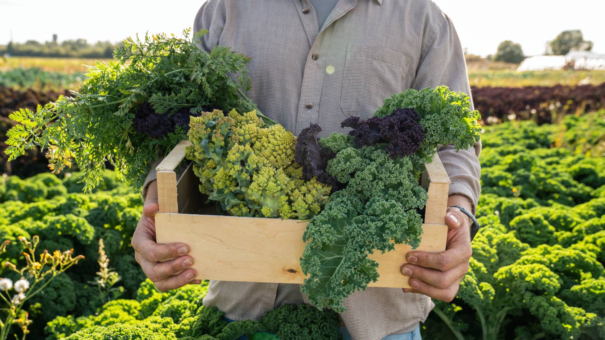 Farmer holding crate of fall vegetables
