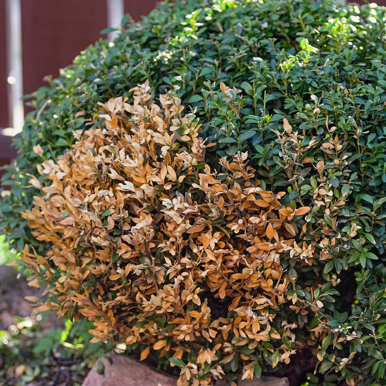 A boxwood shrub with a dead patch