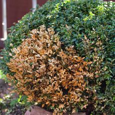 A boxwood shrub with a dead patch
