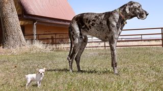 Worlds largest dog and world’s smallest dog standing outside together