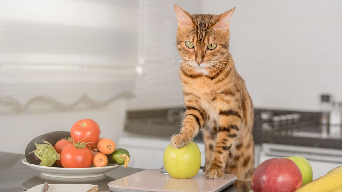 Bengal cat sitting on a kitchen worktop with his paw on an apple