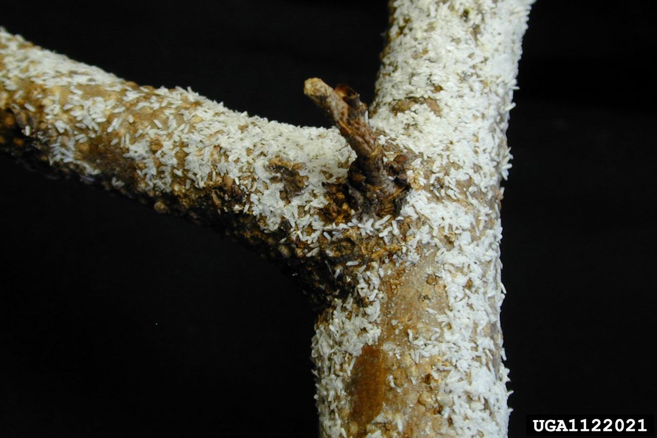 White Peach Scale On Peach Tree