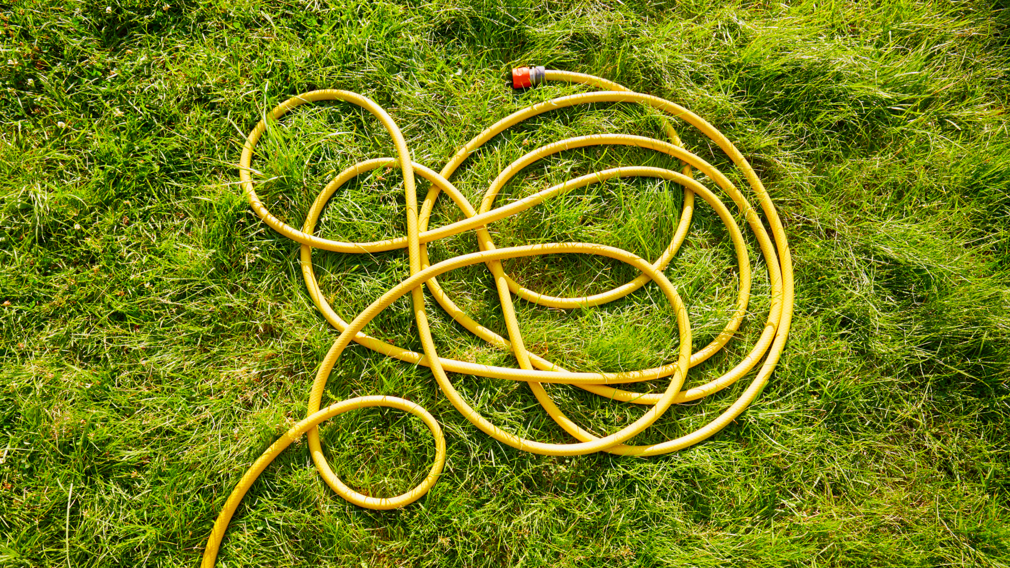 Tangled hose lying on lawn