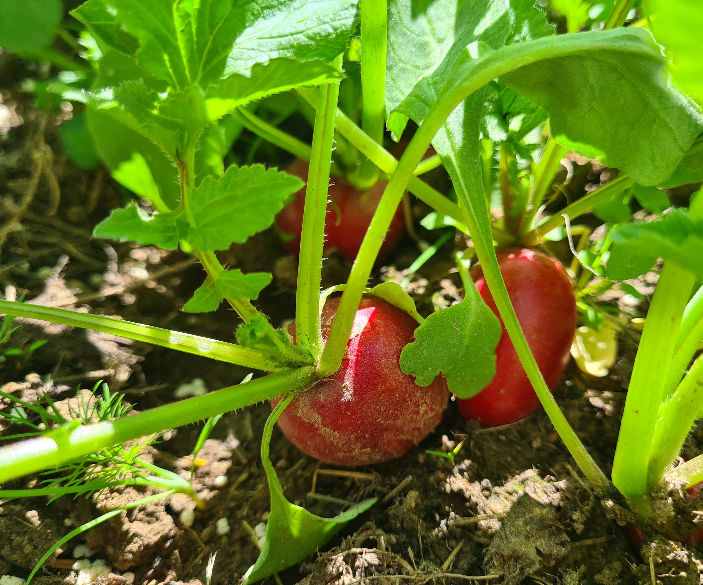 Radish growing fast growing root crop