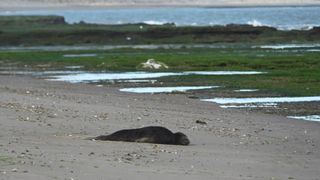 A dead seal pup on the beach