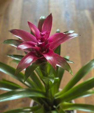 Bromeliad