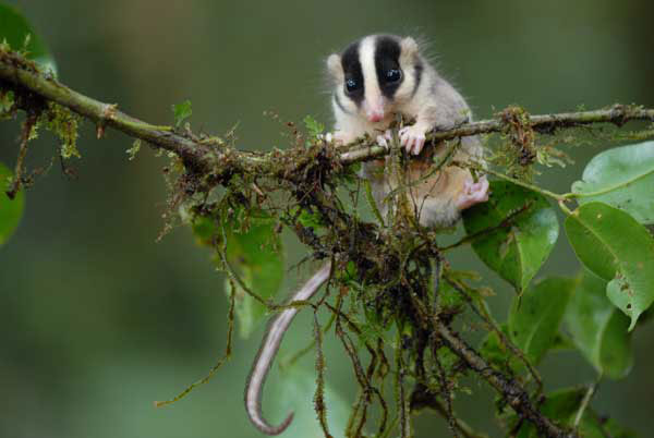 feather-tailed possum