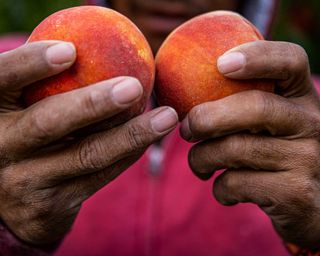 Hands holding two ripe peaches