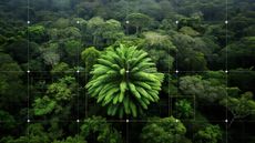 Aerial view of the cyclad species