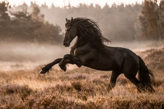 Category winner of the 2024 International Pet Photography Awards