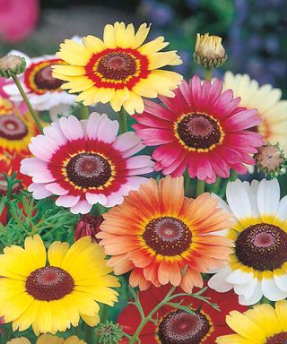 how to grow chrysanthemums: Rainbow Mixed Mr Fothergill