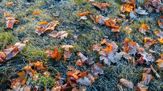 Leaves on frosty lawn