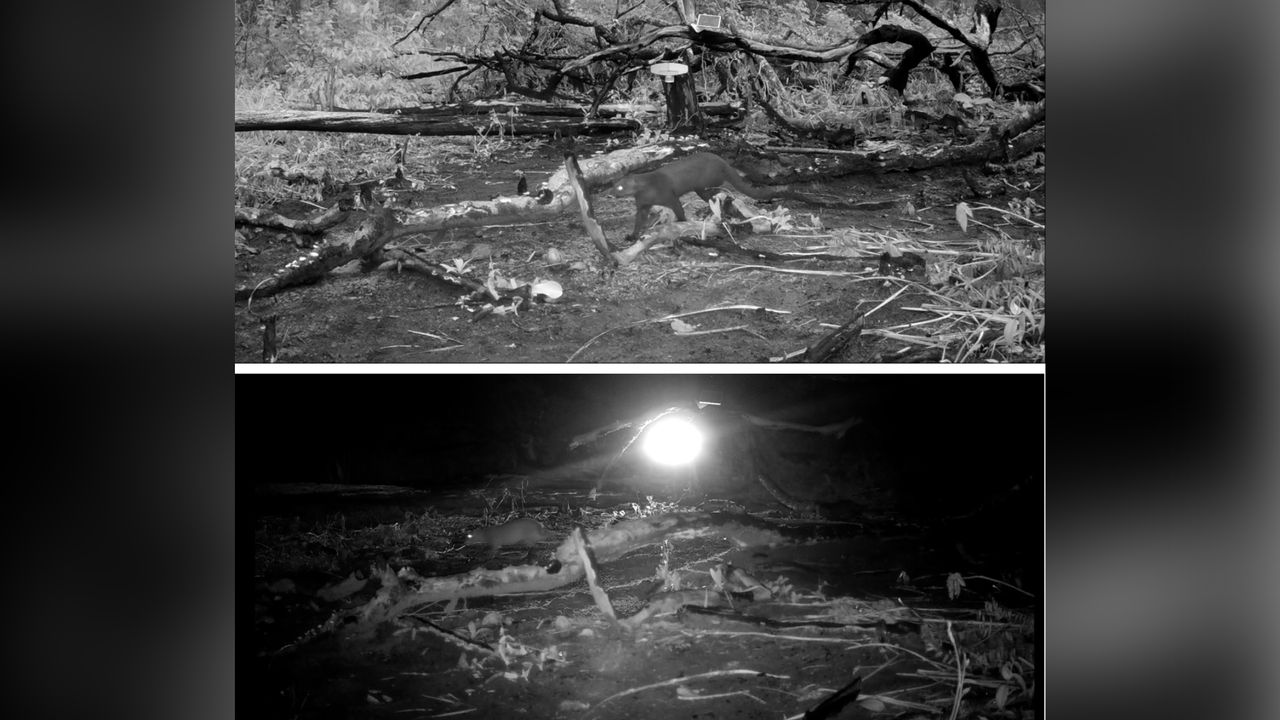 Camera trap footage.