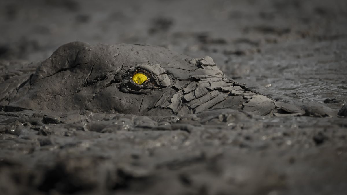 Crocodile in mud bath snaps up big prize in world wildlife photography contest