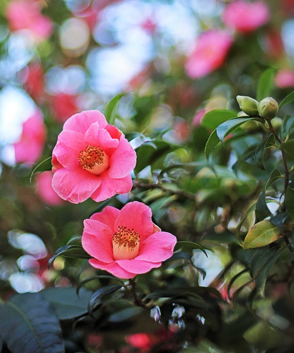 How and when to fertilize camellias according to the experts Homes