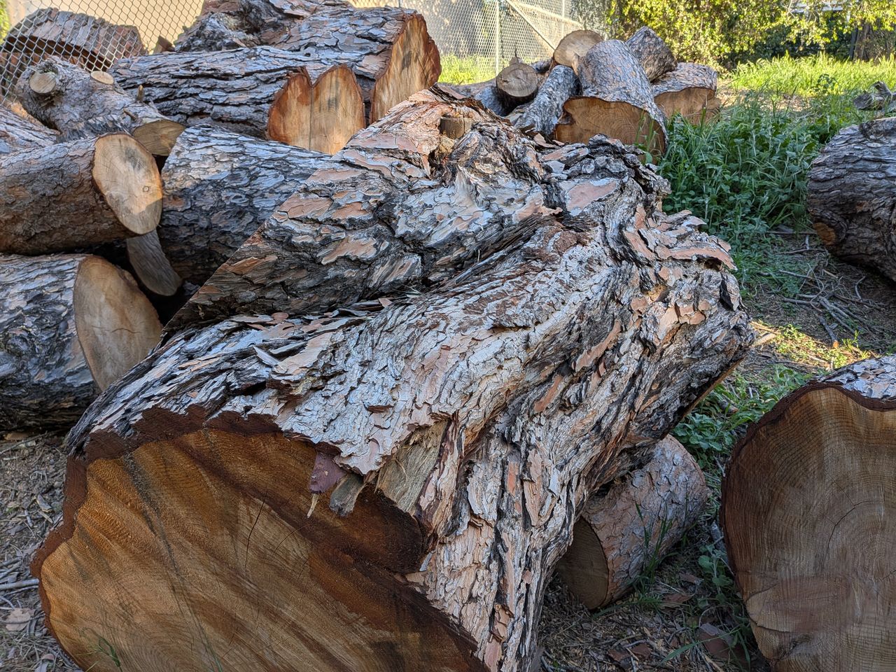 A Google Pixel 9a camera sample showing a close-up of a cut log in front of other logs.