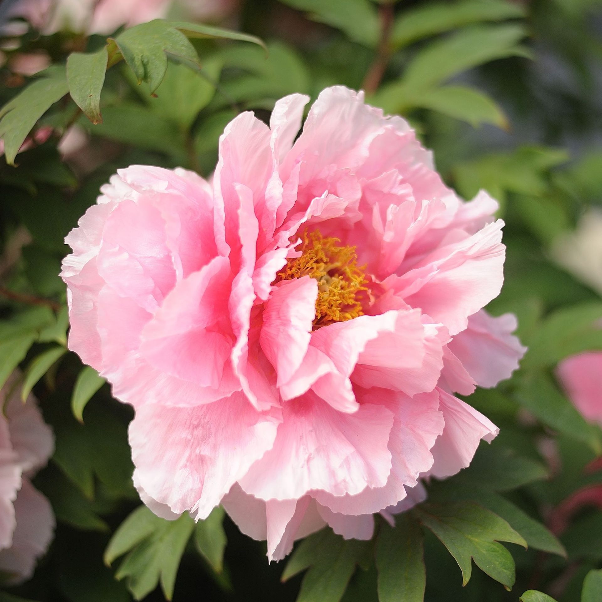 How to propagate peonies from cuttings | Ideal Home