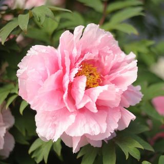 Peony flower