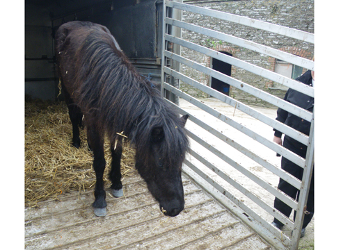 Marinea's rescue 032