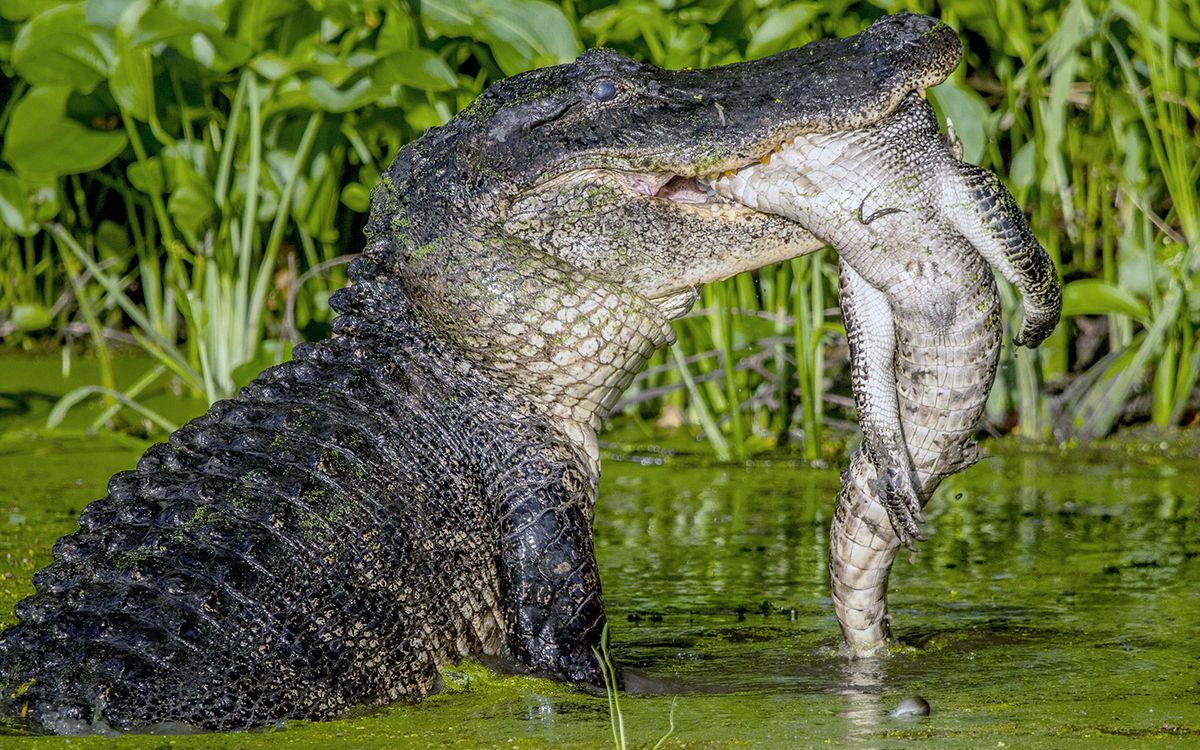 Alligator Prey