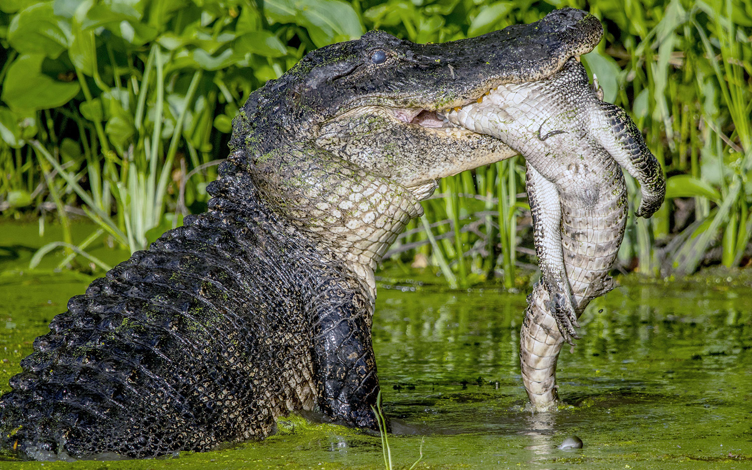 See an Alligator Devour Another Alligator in These Gruesome Photos ...
