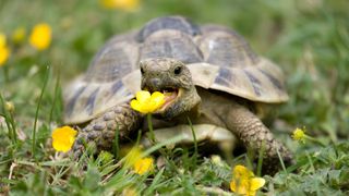 Tortoise eating a buttercup