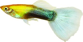 Pet fish - guppy