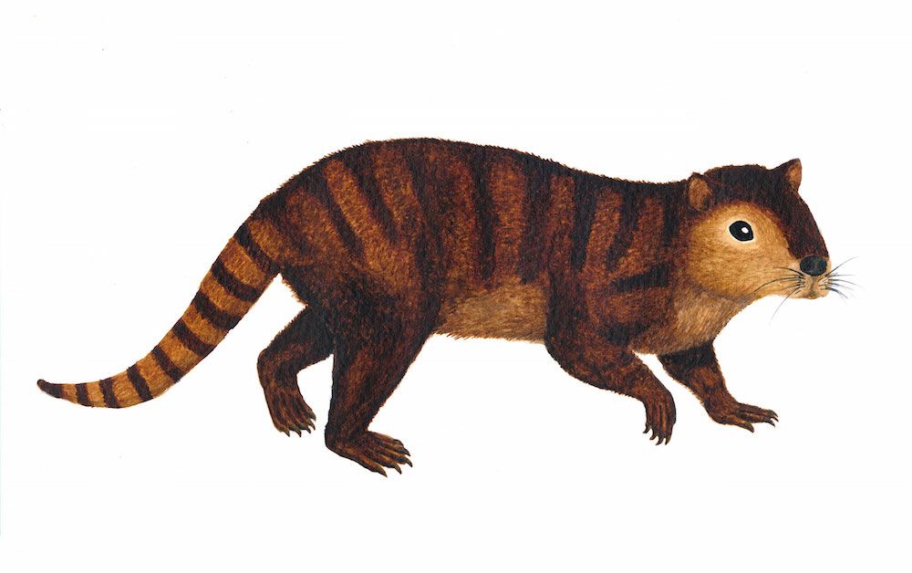 Ancient mammal illustration