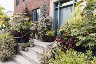 multiple container plants with evergreens in surrounding an urban front porch