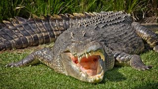 a large saltwater crocodile lying facing the camera with its jaws open with grass underneath