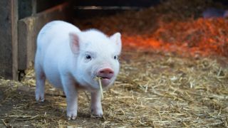 Best mini pig treats