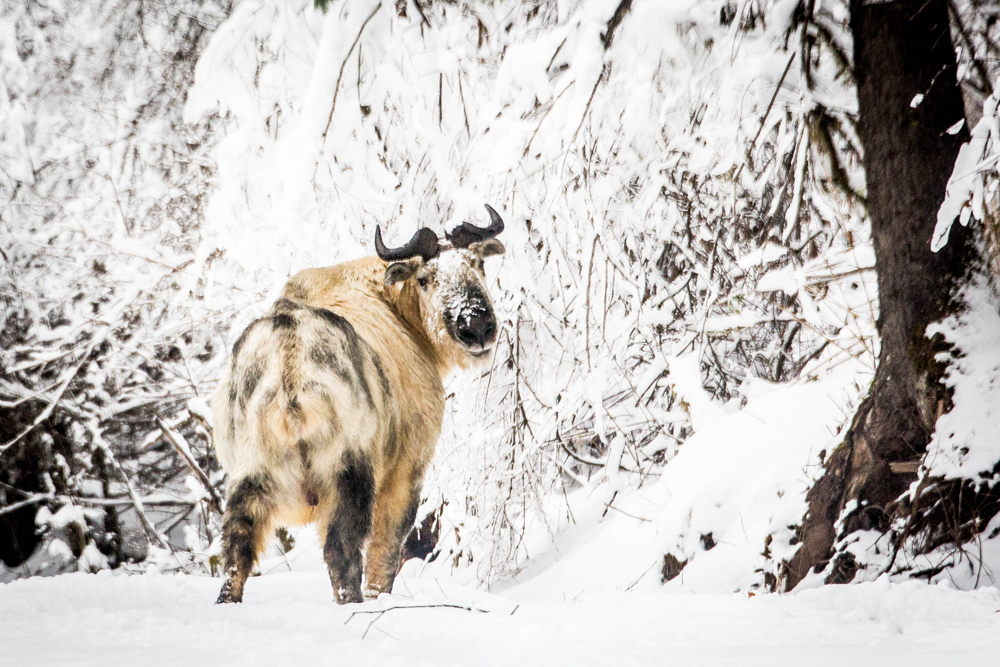 Photos: The Amazing Animals of China | Live Science