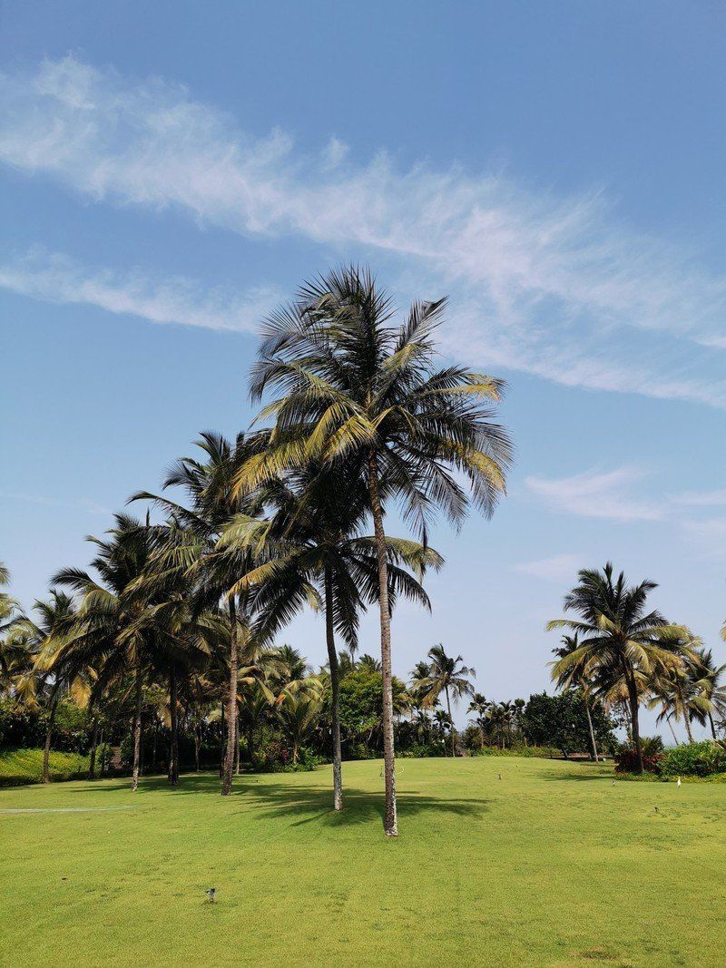 Huawei P30 Pro camera (1x)