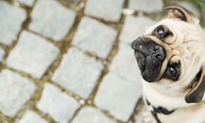 It may be more than a look: New research finds that dogs sense human emotion based on our eye contact and facial expressions.