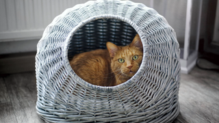 Ginger cat sitting inside of a woven grey cat bed cave