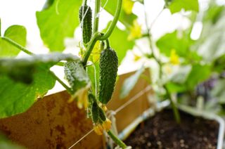 Cucumber growing in a pot