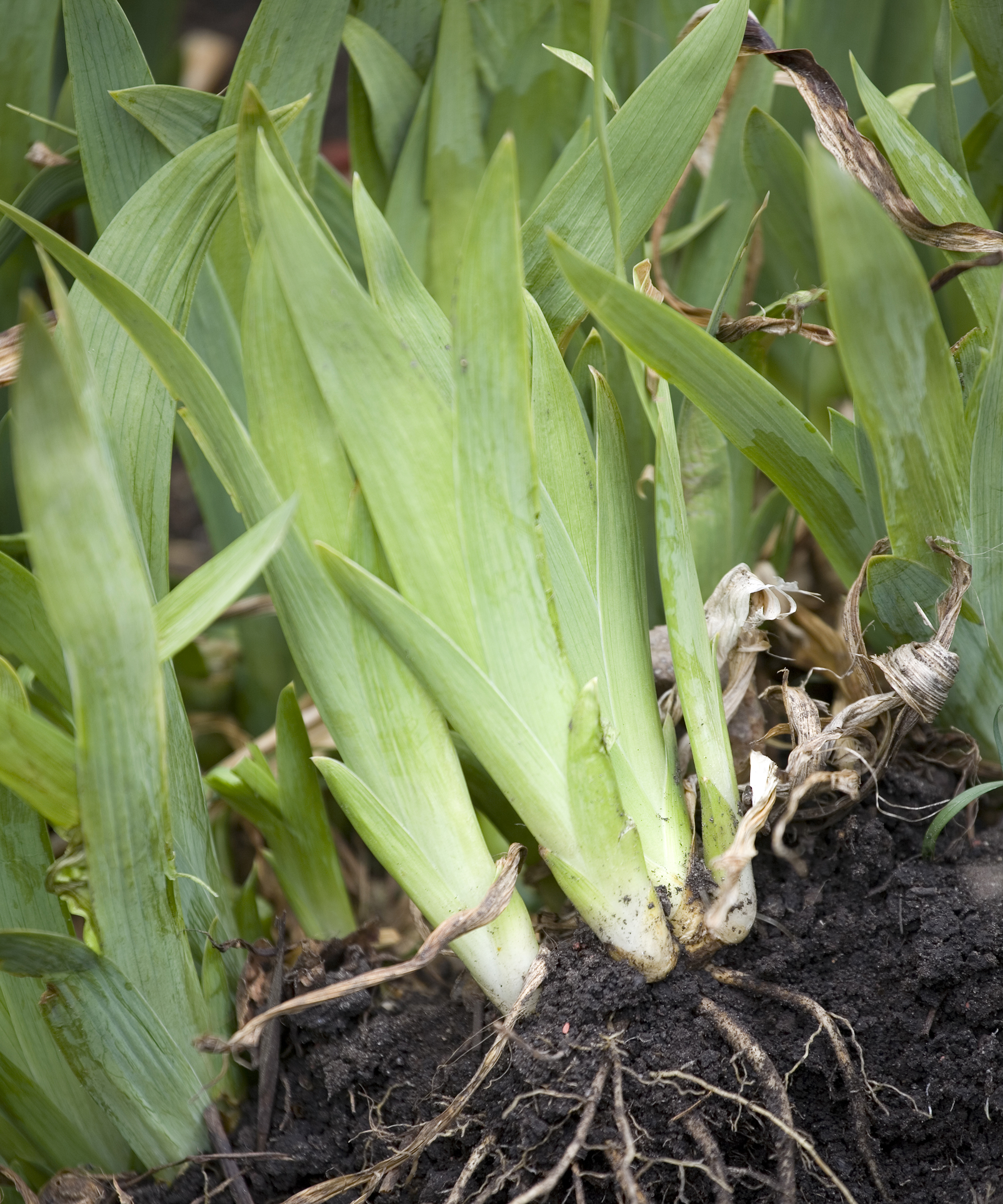 Bearded iris plants and roots being divided and transplanted