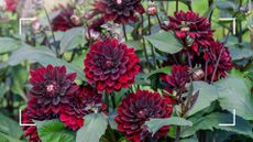 picture of dark red dahilas to ask should you deadhead dahlias