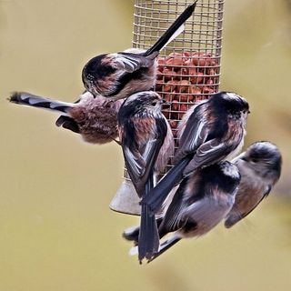 Long-tailed tit