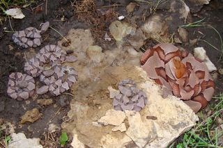 Copperhead snake babyer er født live.