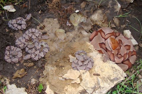 Copperhead Snakes Facts Bites Babies Live Science