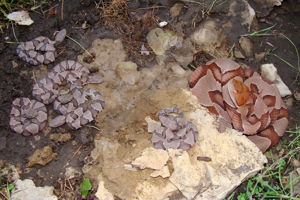 Copperhead babies are born live.