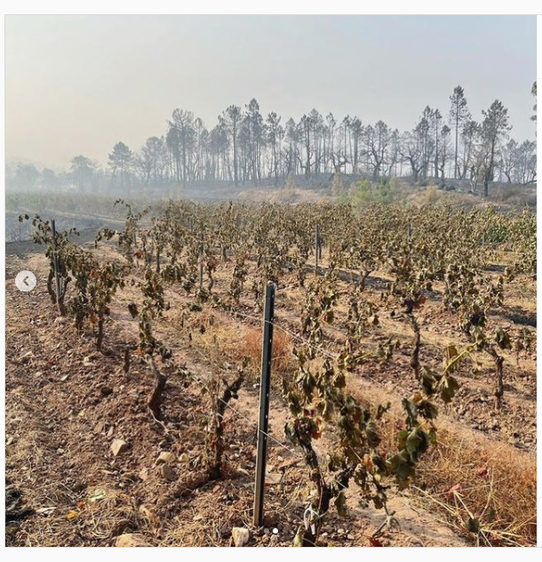 Jenny Cronk damaged vineyard Instagram