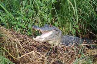 crocodiles alligators digest crocs krokodile crikey alligatoren elsey wildlife gator bony guts gorged fisheries pound unews