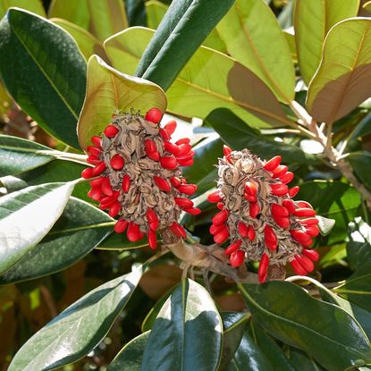 Magnolia seeds on a tree