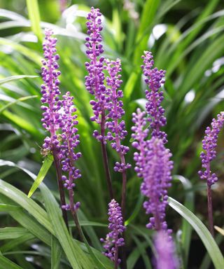 Liriope muscari 'Royal Purple' flowers