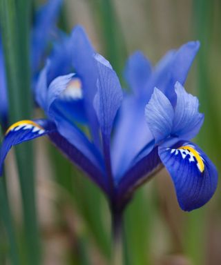 iris reticulata harmony