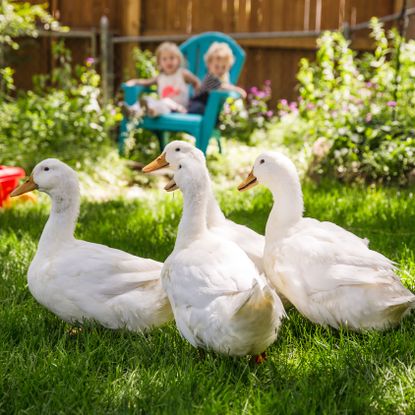 ducks for the garden walking on the lawn