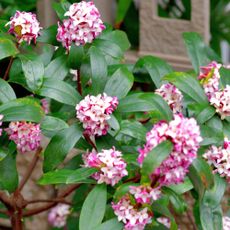 Winter flowering daphne odora shrub outside a house
